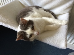 To love my kittens and want to see yours?
