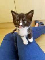 Food aggression and other 8week old kitten questions