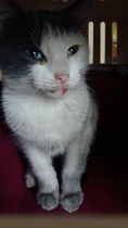 I've found a stray kitten