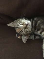 Cat insurance