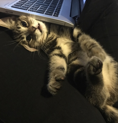To love my kittens and want to see yours?