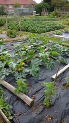 Allotment?Veg Patch Thread 10 - Plotmenters  busy into summer ! and loving James Wong
