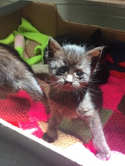 Abandoned 1 week old kitten being taken in by foster cat
