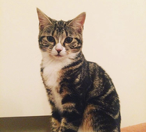 To ask to see a picture of your pet when it was a baby and now?