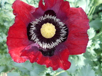 To be pissed off with the poppies?