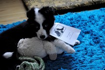 To ask to see a picture of your pet when it was a baby and now?