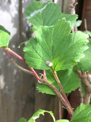Please help me identify this bug