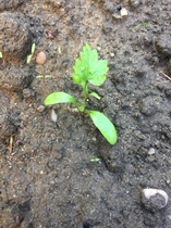 Allotment/Veg Patch Thread 9 - Spring is sprung, its getting really busy!