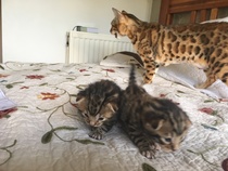 To love my kittens and want to see yours?