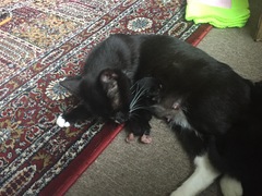 Abandoned 1 week old kitten being taken in by foster cat