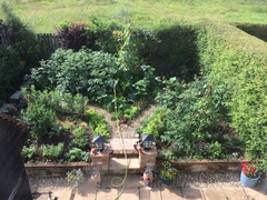 Allotment?Veg Patch Thread 10 - Plotmenters  busy into summer ! and loving James Wong