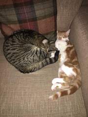 Cats still catting. What's your DCat up to today? Pt 3