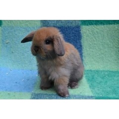 To ask to see a picture of your pet when it was a baby and now?