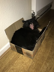 Fattycat is planning world domination.