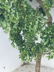Can anyone identify this for me?