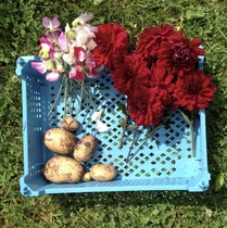 Allotment?Veg Patch Thread 10 - Plotmenters  busy into summer ! and loving James Wong