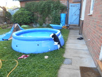 Cats still catting. What's your DCat up to today? Pt 3