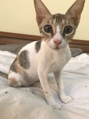 To ask to see a picture of your pet when it was a baby and now?