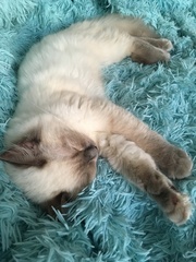 To love my kittens and want to see yours?