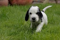 To ask to see a picture of your pet when it was a baby and now?