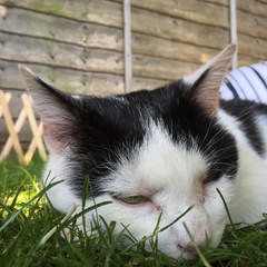 Tell us what your pets mean to you - for a chance to win a Fitbit Alta plus a copy of Finding Gobi. Now closed.