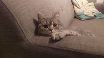 To ask to see a picture of your pet when it was a baby and now?