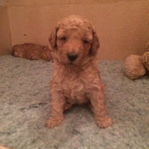 To ask to see a picture of your pet when it was a baby and now?