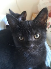 How to have a successful litter tray? (Pics incl..)