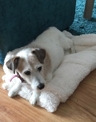 To ask to see a picture of your pet when it was a baby and now?