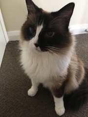 Recommend me a cat breed (please)