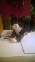 Tell us what your pets mean to you - for a chance to win a Fitbit Alta plus a copy of Finding Gobi. Now closed.