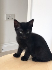 How to have a successful litter tray? (Pics incl..)