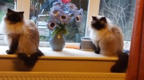 Is four too many cats?
