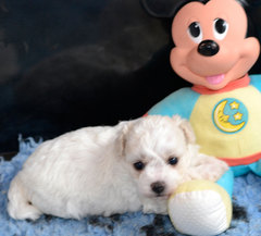 To ask to see a picture of your pet when it was a baby and now?