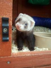 To ask to see a picture of your pet when it was a baby and now?