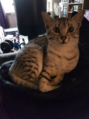 To ask to see a picture of your pet when it was a baby and now?