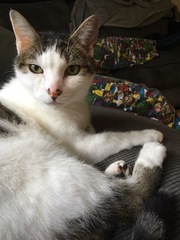 To ask to see a picture of your pet when it was a baby and now?