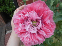 What's looking good in your garden at the moment?