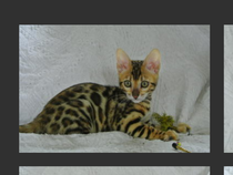 Please help me name my bengal girl kitten