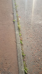 To be pissed off with the poppies?