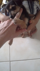 Help! Name this puppy.