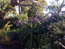 The first rule of potting shed is YOU ALWAYS talk about potting shed. The thread continues.