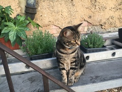 Cats still catting. What's your DCat up to today? Pt 3
