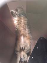 What is wonderful about your cat?