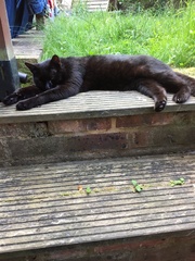 Cats still catting. What's your DCat up to today? Pt 3