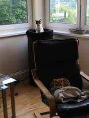 Clumping or non clumping litter ? Which is best.