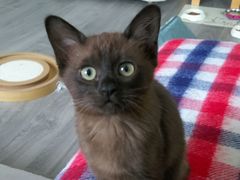 To love my kittens and want to see yours?