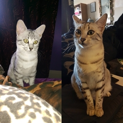 To ask to see a picture of your pet when it was a baby and now?