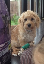 Tell us what your pets mean to you - for a chance to win a Fitbit Alta plus a copy of Finding Gobi. Now closed.