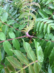 Is anyone able to ID this tree?